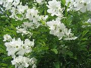 photo Pearl bush Flower