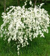 foto bijela Cvijet Biser Bush
