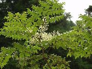 bilde hvit Blomst Japanese Angelica Treet