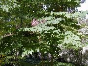 kuva liila Kukka Japanilainen Angelica Tree