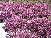ვარდისფერი შოტლანდიელები Heath, ზამთრის Heath ბაღის ყვავილები ფოტო