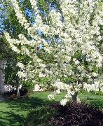 bílá Jablko Okrasné Zahradní květiny fotografie