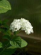 foto Slät Hortensia, Vild Hortensia, Sevenbark Blomma