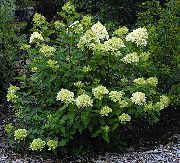 მწვანე Panicle Hydrangea, ხე Hydrangea ბაღის ყვავილები ფოტო