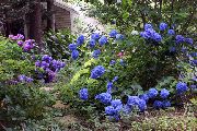 tummansininen Yhteinen Hydrangea, Amerikanmahonkipuun Sisällyttäminen Hydrangea, Ranska Hydrangea Puutarhan Kukat kuva