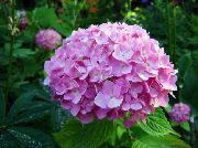 rožnat Skupno Hortenzije, Bigleaf Hortenzije, French Hortenzije Vrtne Rože fotografija