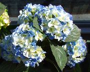 fénykép világoskék Virág Közös Hortenzia, Bigleaf Hortenzia, Francia Hortenzia