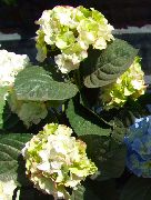 foto grön Blomma Gemensam Hortensia, Storbladig Hortensia, Franska Hortensia