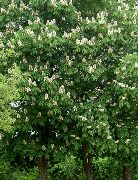 フォト ホワイト フラワー トチノキ、トチの実の木