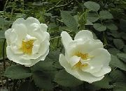 blanco Rosa Flores del Jardín foto