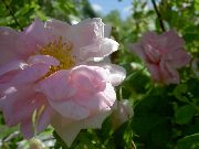 ფოტო ვარდისფერი ყვავილების Rosa