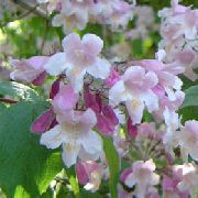 рожевий Красівоплоднік Садові Квіти фото
