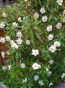 bilde Bush Anemone, Tree Anemone Blomst