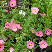 粉红色 岩蔷薇，旭日升 园林花卉 照片