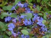 foto Leadwort, Resistente Plumbago Azul Flor