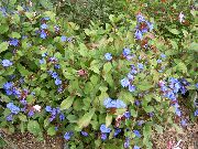foto tamno plava Cvijet Leadwort, Izdržljiv Plava Grafit