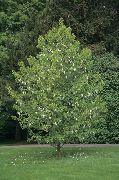 photo white Flower Dove tree, Ghost tree, Handkerchief tree