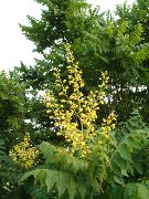foto dzeltens Zieds Zelta Lietus Koks, Panicled Goldenraintree