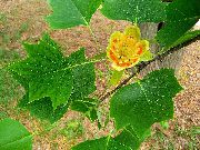 жовтий Ліріодендрон Тюльпанові (Тюльпанове Дерево) Садові Квіти фото