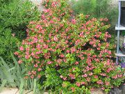 ροζ Escallonia λουλούδια στον κήπο φωτογραφία
