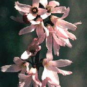 рожевий Абеліолістнік Дворядний (Біла Форзиція) Садові Квіти фото