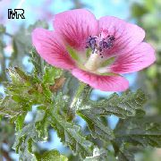 φωτογραφία Ακρωτήριο Μολόχα λουλούδι