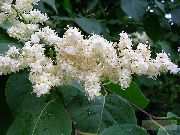 foto vit Blomma Syringa Amurensis