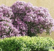 紫丁香 匈牙利紫丁香 园林花卉 照片