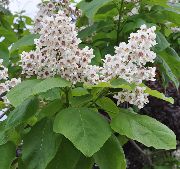 hvid Sydlige Catalpa, Catawba, Indisk Bønne Træ Have Blomster foto