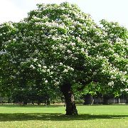 foto weiß Blume Süd-Trompetenbaum, Catawba, Indische Trompetenbaum