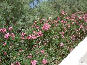růžový Oleandr Zahradní květiny fotografie