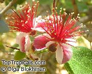 photo Pineapple Guava, Feijoa Flower