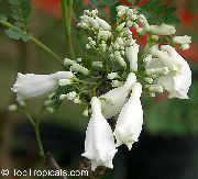 fehér  Kerti Virágok fénykép
