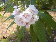 photo Chitalpa Flower