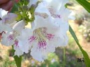 hvid  Have Blomster foto