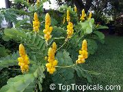 photo yellow Flower Candletree, Candelabra Bush, Ringworm Tree, Candlestick Cassia