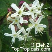   Clerodendrum trichotomum