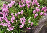 pink Spike Heath Garden Flowers photo