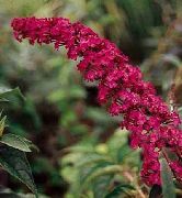 červená Motýľ Bush, Letné Orgován Záhradné Kvety fotografie