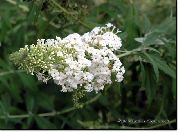 თეთრი პეპელა ბუში, ზაფხულში იასამნისფერი ბაღის ყვავილები ფოტო