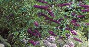purpurowy Butterfly Bush, Latem Bzu Kwiaty ogrodowe zdjęcie