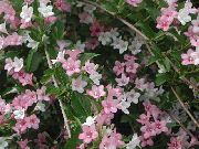 粉红色 锦带 园林花卉 照片