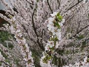 фото Prunus Tomentosa Гүл