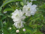 foto balts Zieds Cerasus Grandulosa