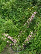 φωτογραφία ροζ λουλούδι Cerasus Grandulosa