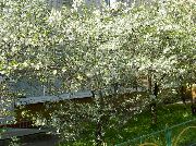 hvit Kirsebær, Pai Kirsebær Hage Blomster bilde