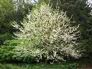 fotografie Silverbell, Copac Ghiocel,  Floare