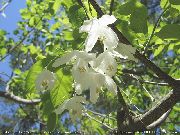 foto bijela Cvijet Silverbell, Visibaba Stabla, 