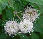 φωτογραφία λευκό λουλούδι Buttonbush, Κουδούνια Μέλι, Honeyball, Κουμπί Ιτιάς