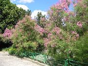 ფოტო ვარდისფერი ყვავილების Tamarisk, Athel ხე, მარილი კედარი